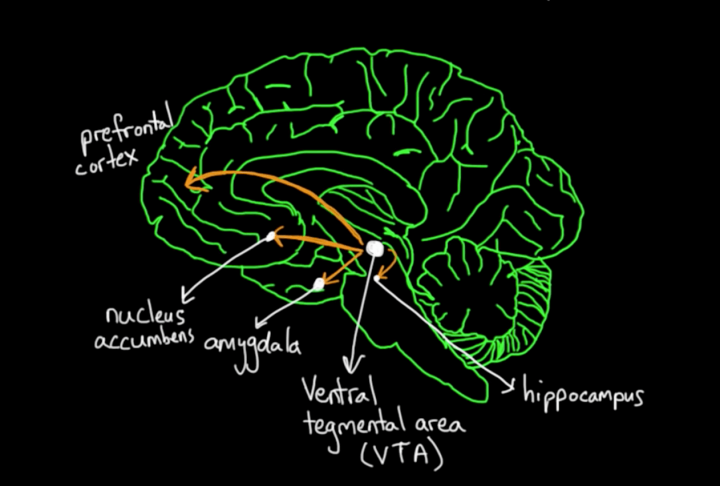 Product Psychology: How our brain processes rewards?