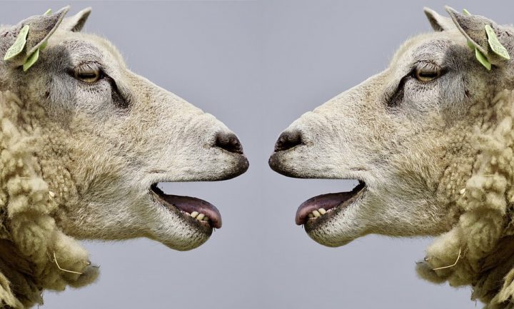 How to give design critique: sheep